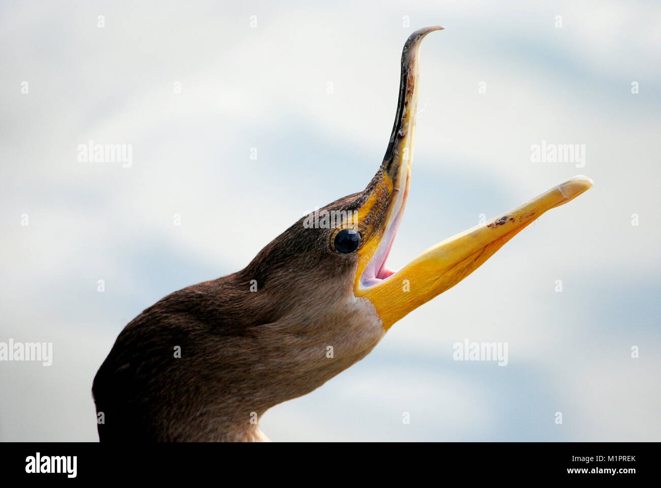 CORMORANT BIRD, FEEDING AT THE POND. DIVES FOR  SMALL FISH. PERCH ON ROCKS OR OTHER  SHORELINE  DEBRIS AND SPREAD ITS WINGS TO DRY AFTER A DIVE. Stock Photo