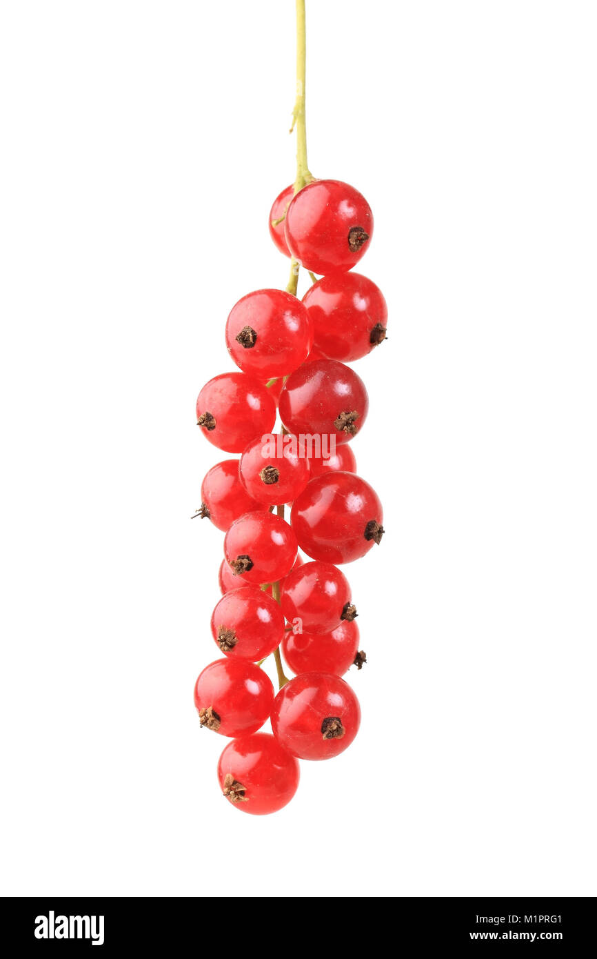 Berries, red currant, Variety Heine's late harvest, free plates, Beerenobst, Rote Johannisbeere, Sorte Heinemanns Spätlese, Freisteller Stock Photo
