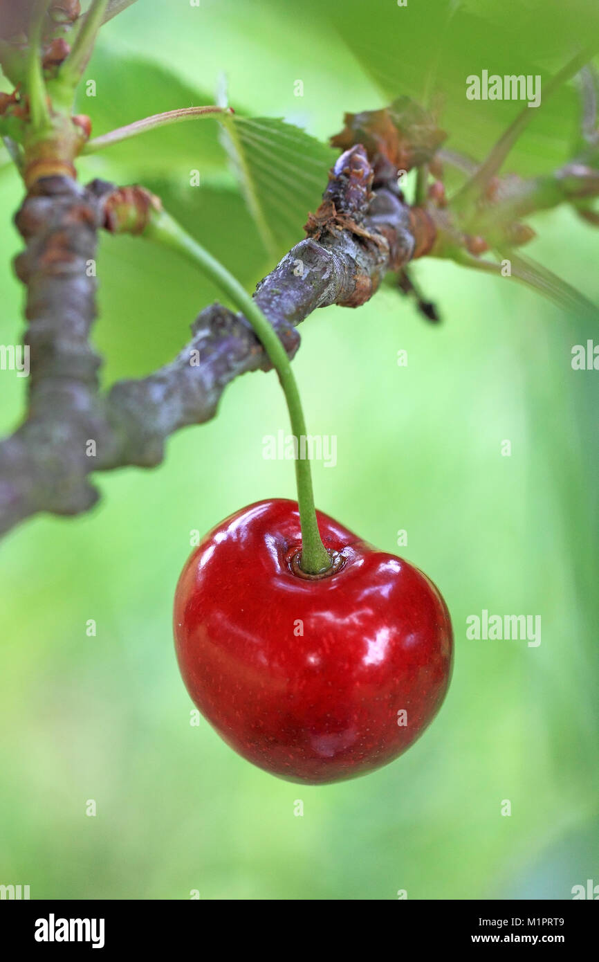 Sweet Cherry Cherry on the tree of the variety Schneiders late cartilage., Süßkirsche der Sorte Schneiders Späte Knorpelkirsche am Baum. Stock Photo
