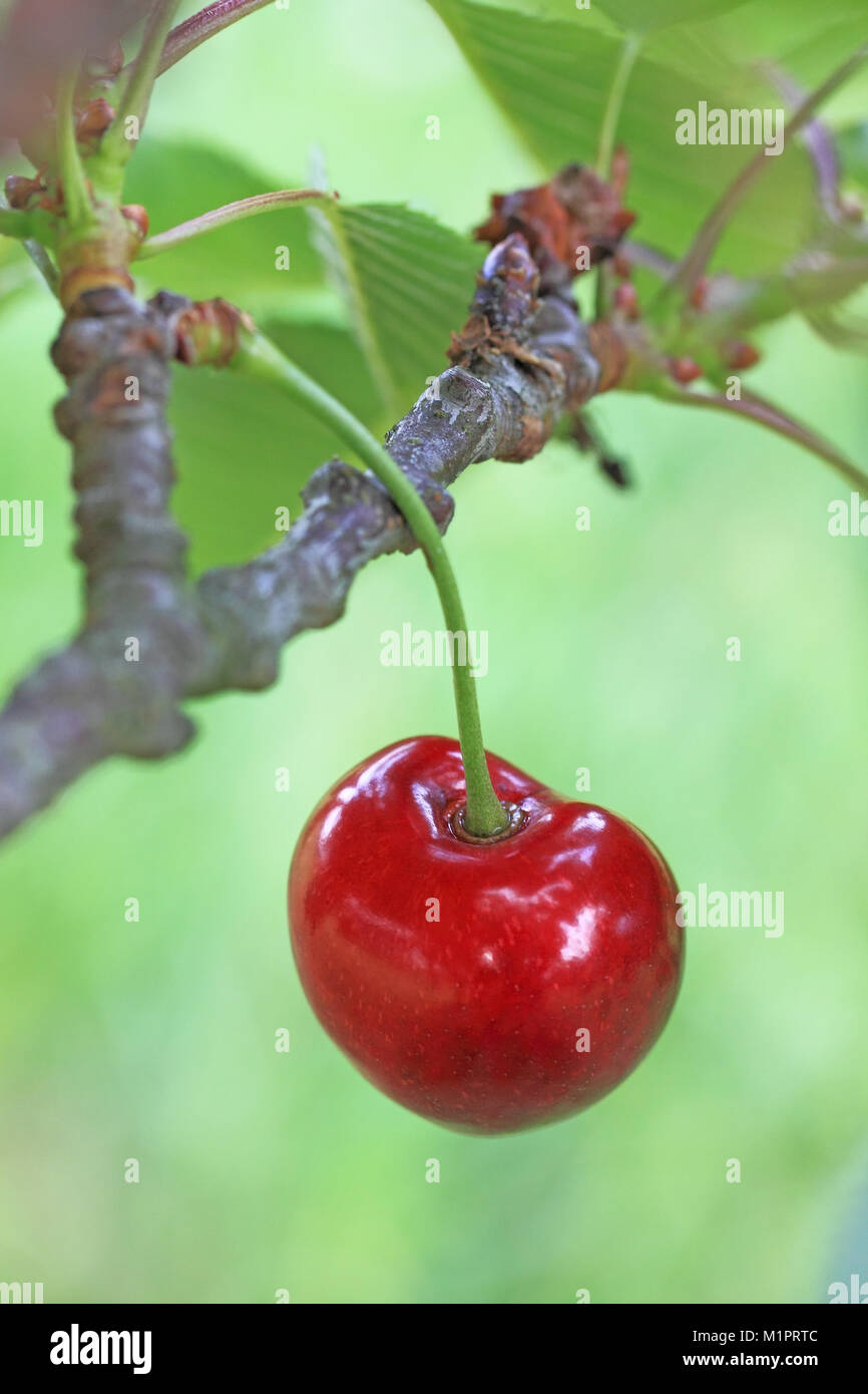 Sweet Cherry Cherry on the tree of the variety Schneiders late cartilage., Süßkirsche der Sorte Schneiders Späte Knorpelkirsche am Baum. Stock Photo