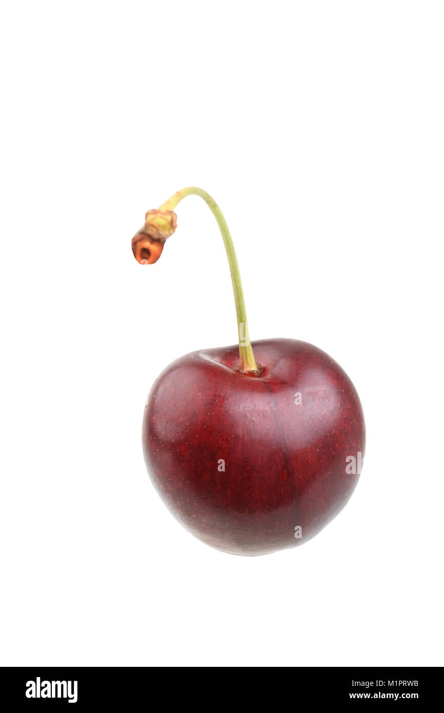 Sweet cherry of the variety big black cartilage cherry., Süßkirsche der Sorte Große Schwarze Knorpelkirsche. Stock Photo