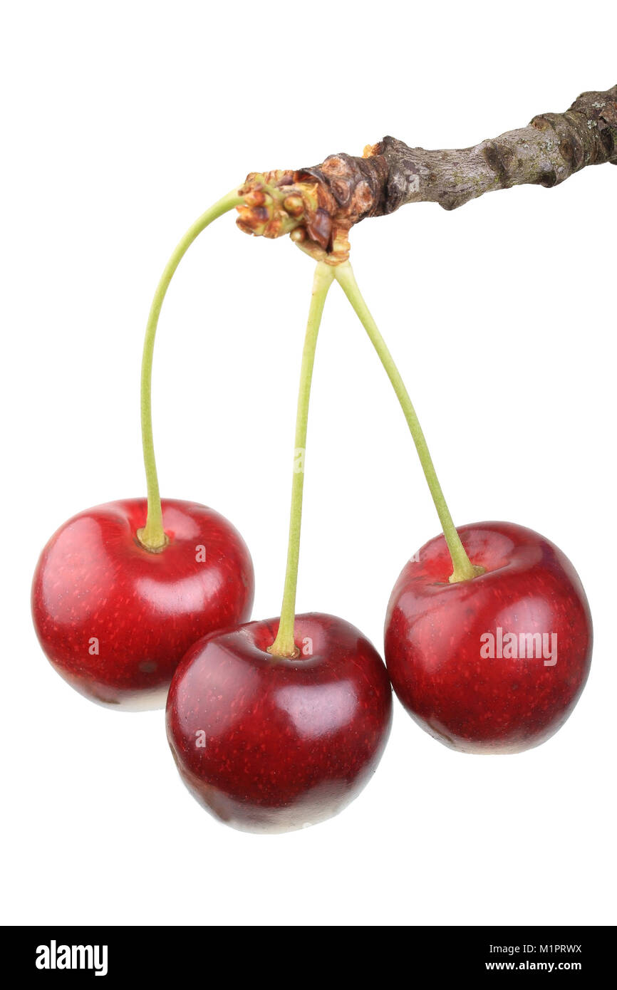 Sweet cherries cartilage of the variety big black cherry., Süßkirschen der Sorte Große Schwarze Knorpelkirsche. Stock Photo