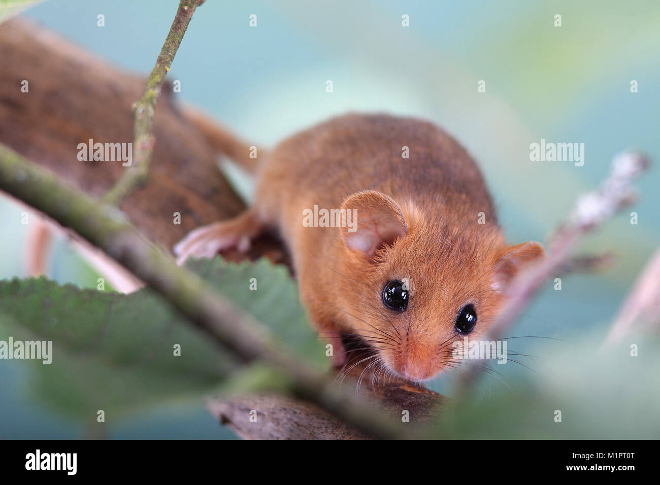 Dormouse Muscardinus Avella Arius in a raspberry shrub, Haselmaus Muscardinus avellanarius in einem Himbeerstrauch Stock Photo