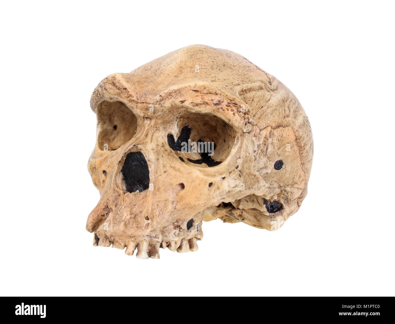 Tribal history of mankind, evolution of human, family tree of man, homo heidelbergensis skull replica of Broken Hill., Stammesgeschichte der Menschhei Stock Photo