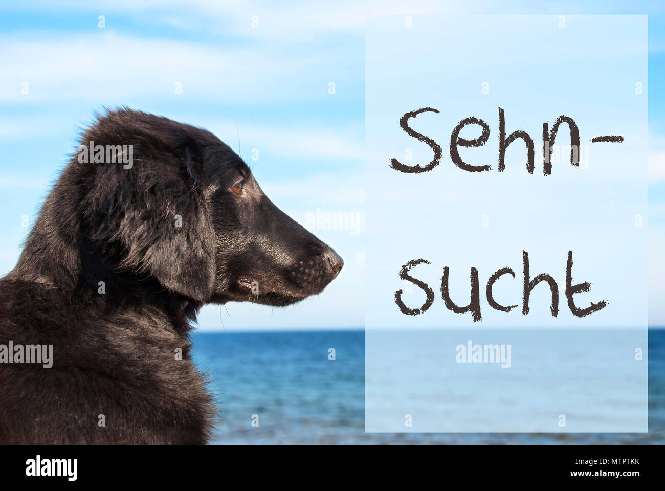 Dog At Ocean, Sehnsucht Means Desire Stock Photo
