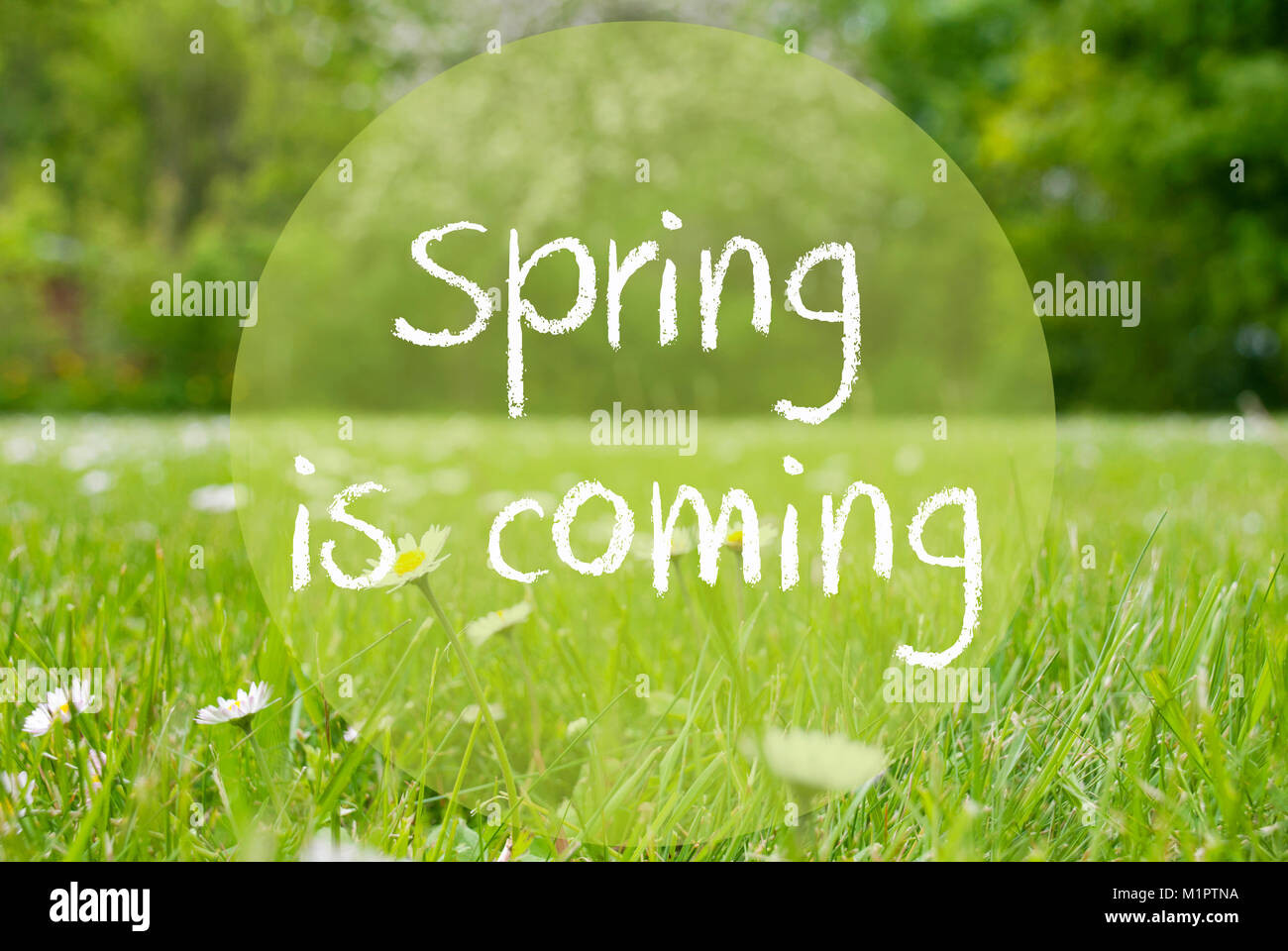 Gras Meadow, Daisy Flowers, Text Spring Is Coming Stock Photo - Alamy