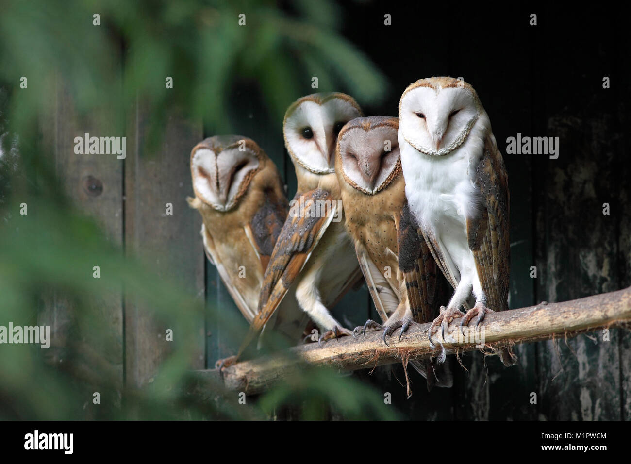 Barn Owls Tyto Alba, Schleiereulen Tyto alba Stock Photo
