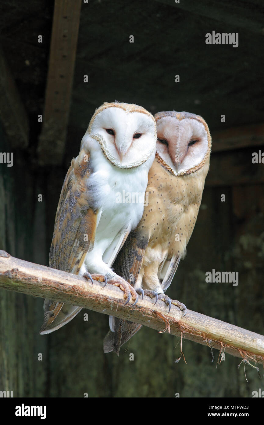 Barn Owls Tyto Alba, Schleiereulen Tyto alba Stock Photo