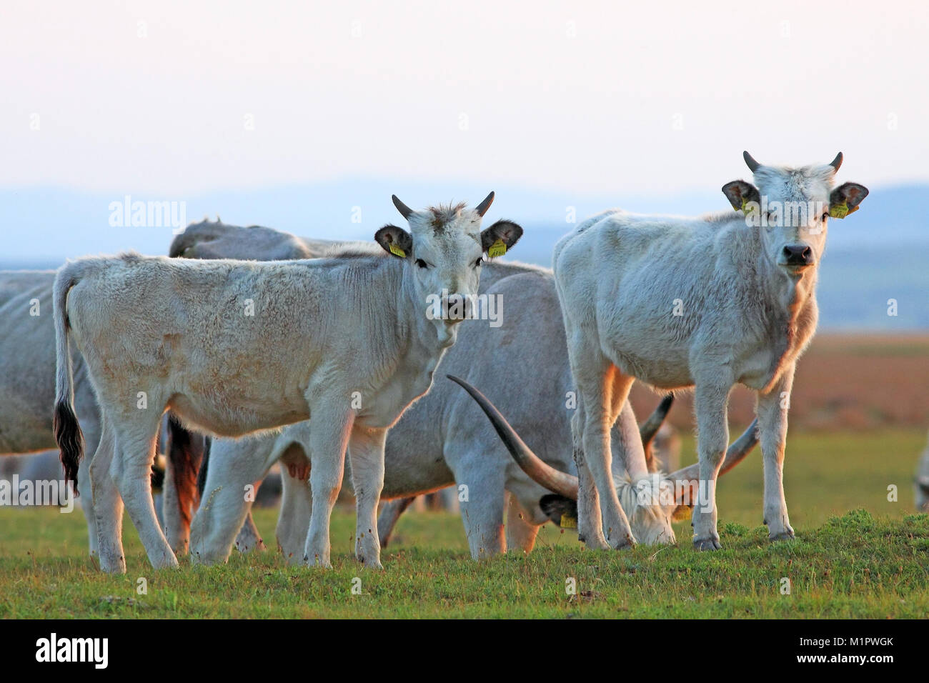 Hungarian steppe cattle, Hungarian Gray Cattle Bos primi genius, Bos taurus, Burgenland, Lower Austria, Europe, Ungarisches Steppenrind, Ungarisches G Stock Photo