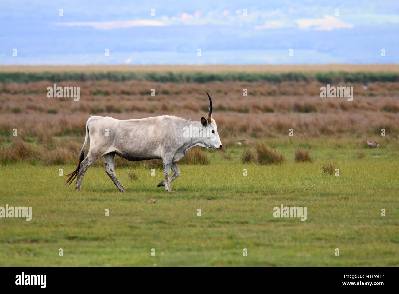 Hungarian steppe steppe cattle hi-res stock photography and images - Alamy