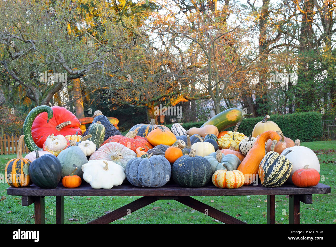 Pumpkin selection in the autumn. All pumpkin species are listed in more detail, Kürbisauswahl im Herbst. Alle Kürbisarten werden noch detailliert aufg Stock Photo