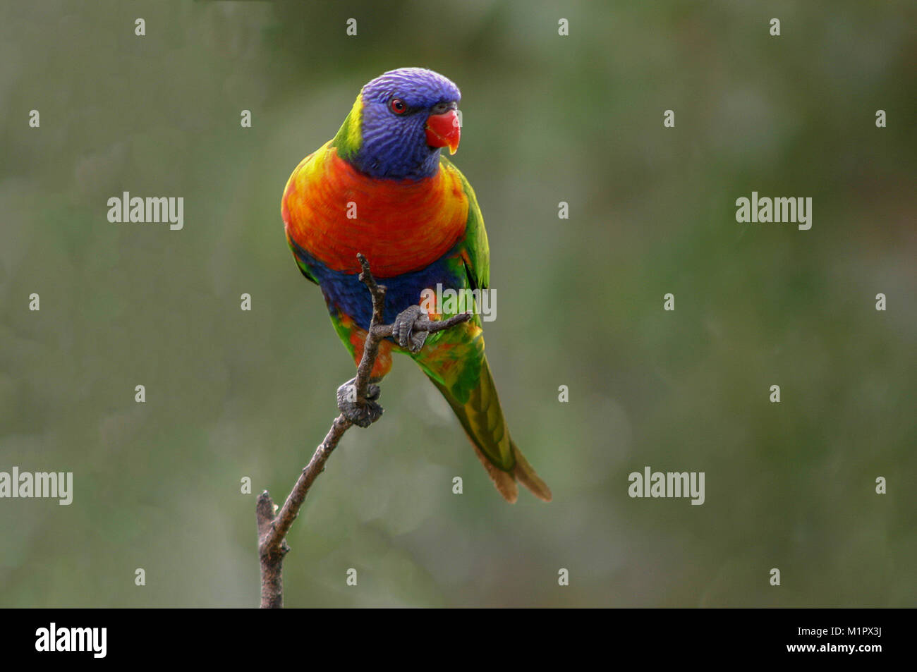 A rainbow lorikeet in the classic perched on a twig pose. The soft background is created by soft light filtering through gum trees. Stock Photo