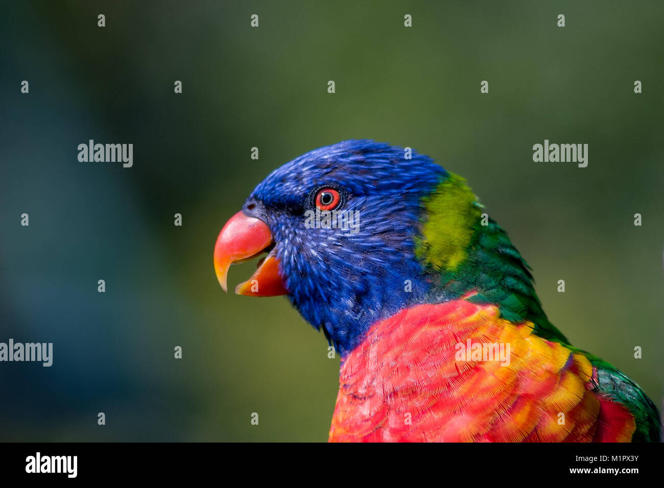 Profile portrait of a rainbow lorikeet with beautiful bokeh in the background Stock Photo