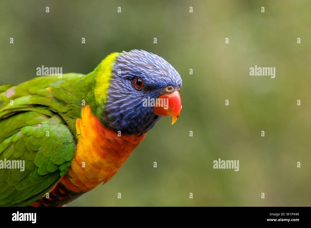 Rainbow lorikeet looking in from the bottom left corner with beautiful bokeh in the background Stock Photo
