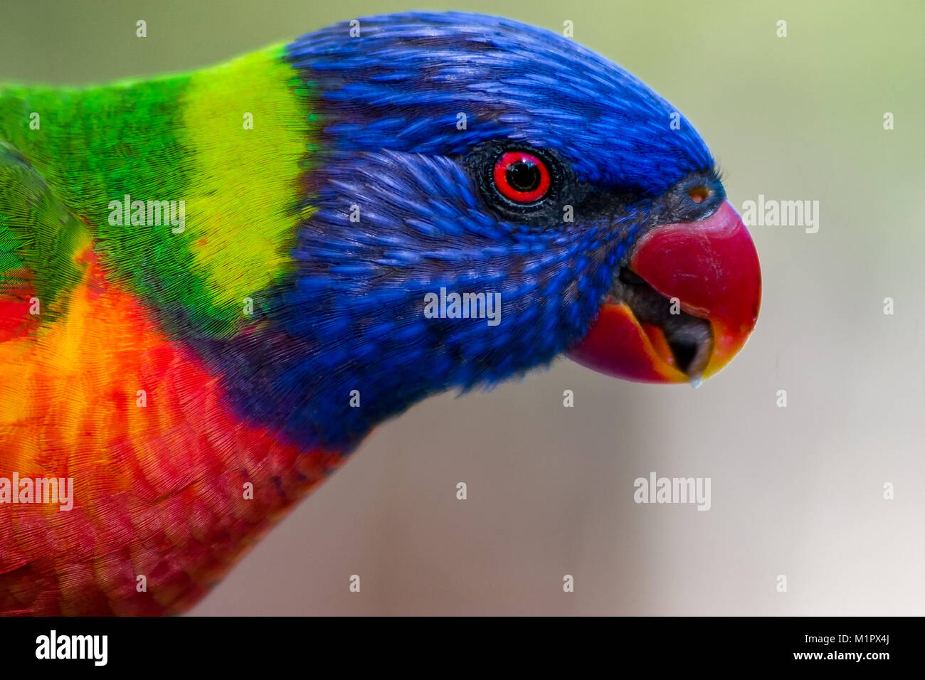 Profile portrait of a rainbow lorikeet with beautiful bokeh in the background Stock Photo