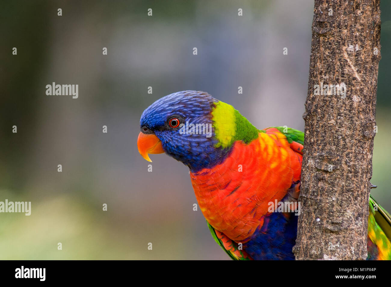 Portrait of a rainbow lorikeet clinging to the side of a tree as it looks at something of interest Stock Photo