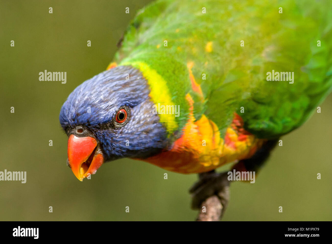 Rainbow lorikeet perched on a branch ready to fly away. The background has a beautiful green bokeh. Stock Photo