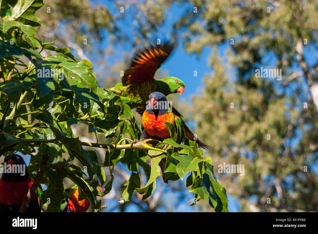 Scaly-brested lorikeet taking off behind a rainbow lorikeet from behind an illaware flame tree - Brachychiton Acerifolius - with gum trees in the back Stock Photo