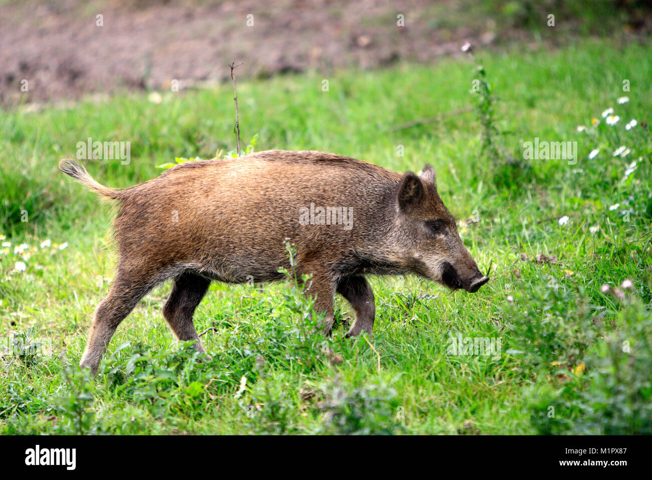 Single juvenile Wild boar in a forest during summer period Stock Photo
