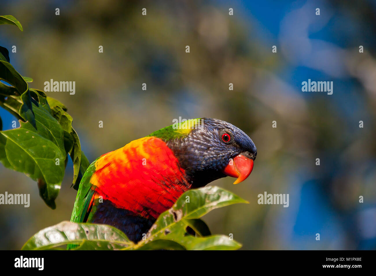 Rainbow lorikeet in the leaves of an Illawarra Flame Tree  - Brachychiton Acerifolius - with gum trees in the background. Stock Photo
