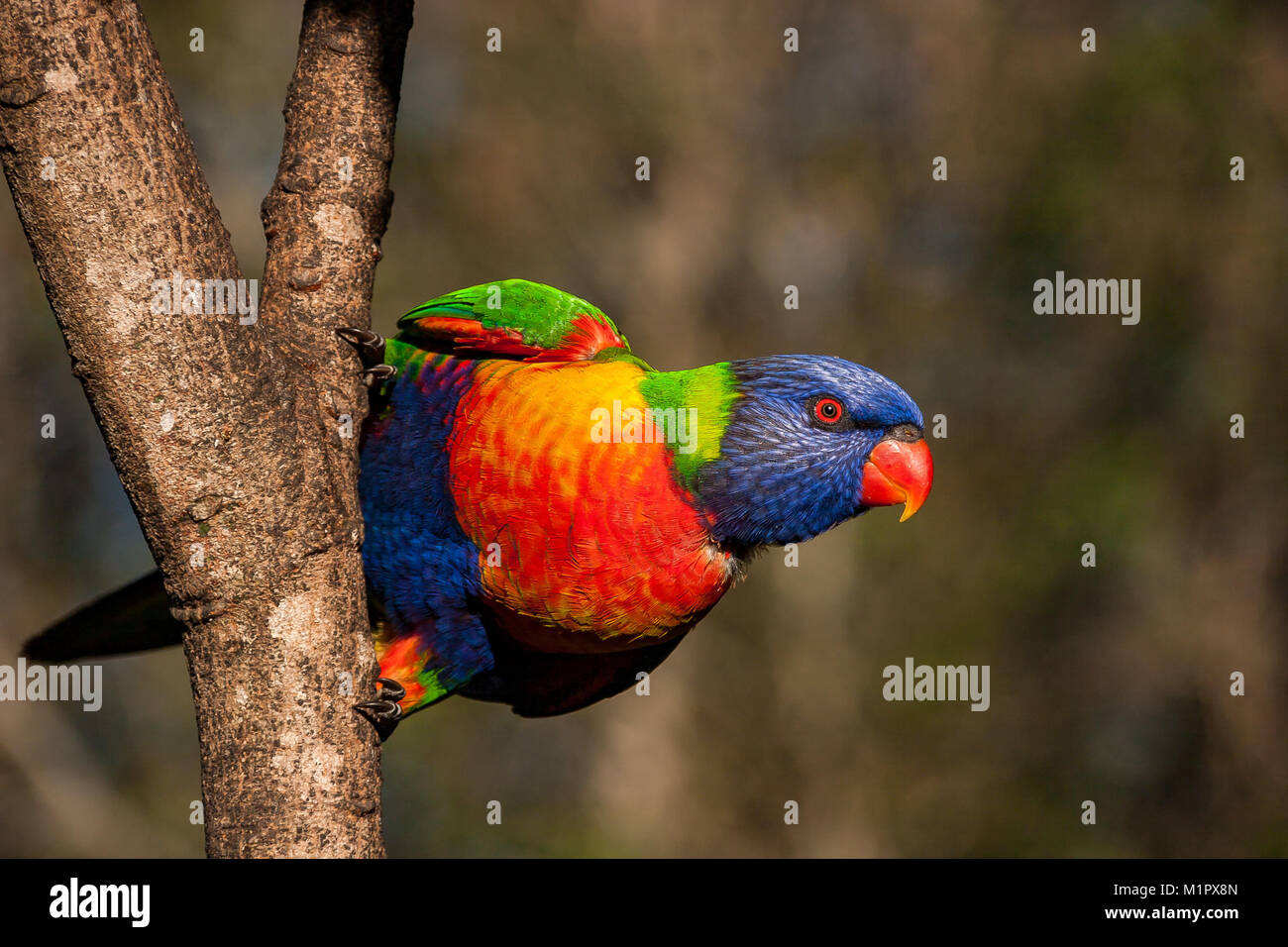 Rainbow lorikeet on side of a tree with tail visible in the background. 3/4 profile of a rainbow lorikeet ready to take flight Stock Photo