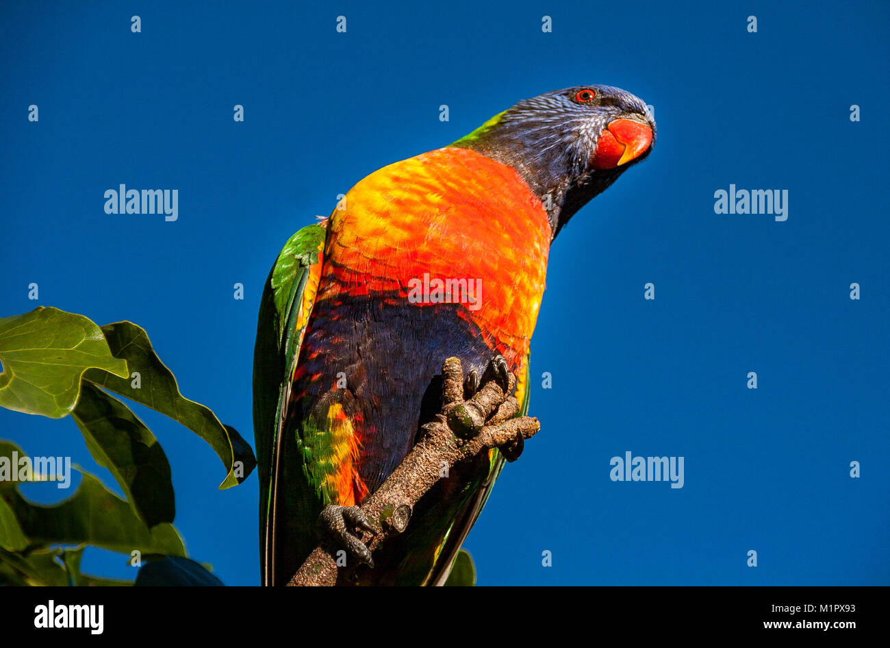 Rainbow lorikeet surrounded by a blue sky as it is perched on the top branch of an illawarra flame tree (brachychiton acerifolius) looking down Stock Photo