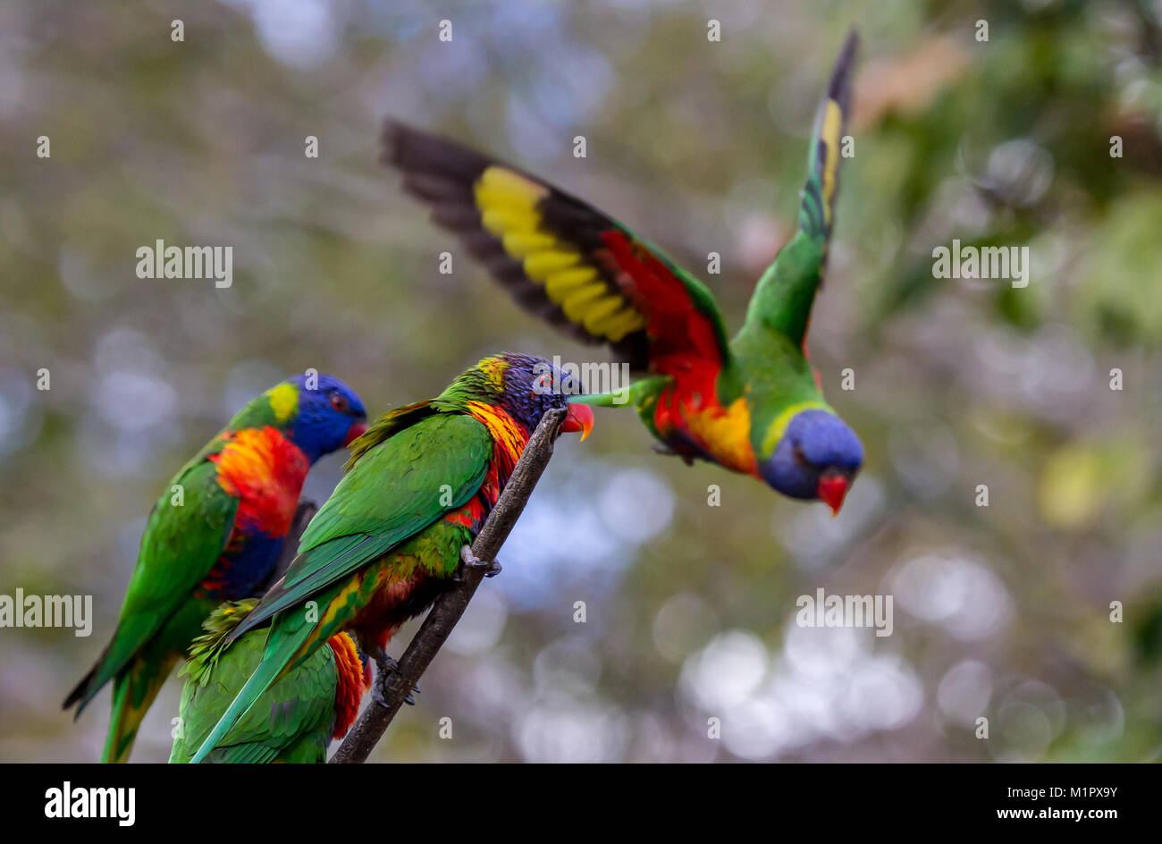 Rainbow lorikeet launching itself from a tree as three other lorikeet watch the take off from the same branch Stock Photo