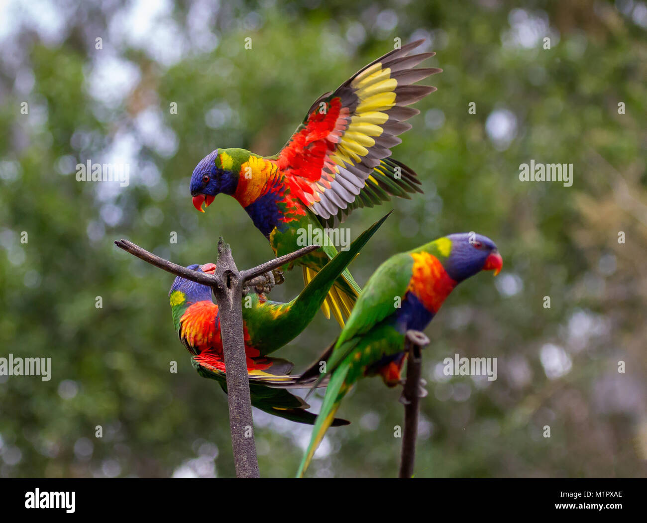 Rainbow lorikeet comings and goings.Two rainbow lorikeets with wings open while a third is sitting on a branch. One of the lorikeets is flying away wh Stock Photo