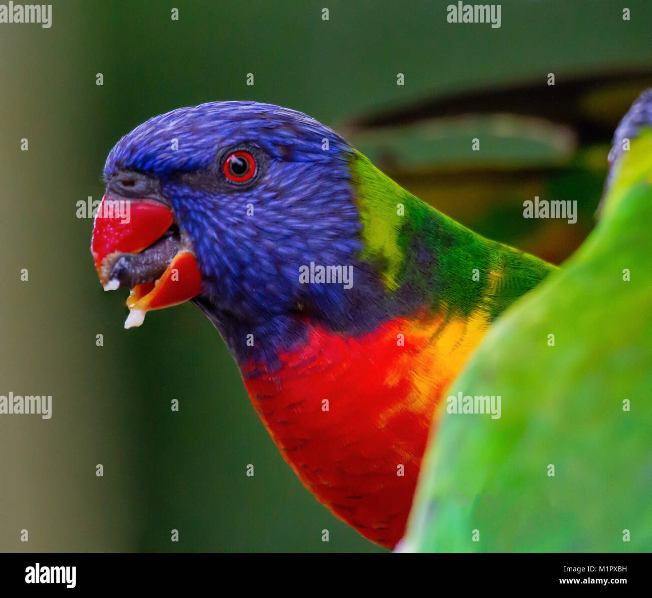 Rainbow lorikeet in profile with tongue visible sitting behind another bird which has its back turned. Some food is visible on the tip of its beak. Stock Photo