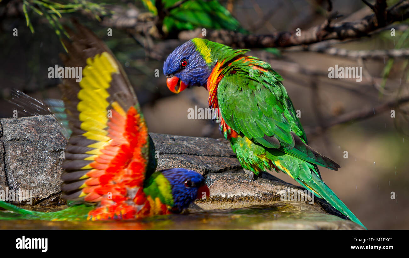 Two rainbow lorikeets in a bird bath, one has its wings open while the other is looking on watching what is happening. Stock Photo