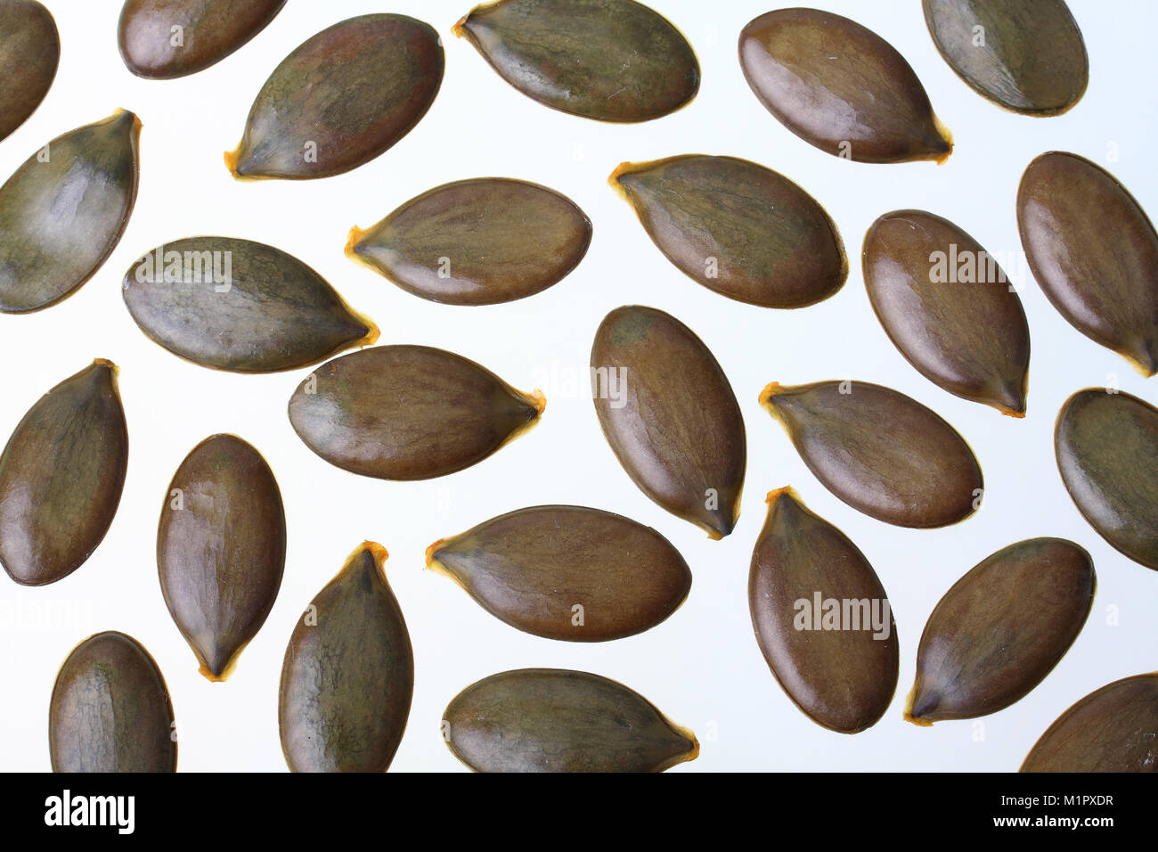 The Styrian oil pumpkin seeds. One of the most valuable edible pumpkins