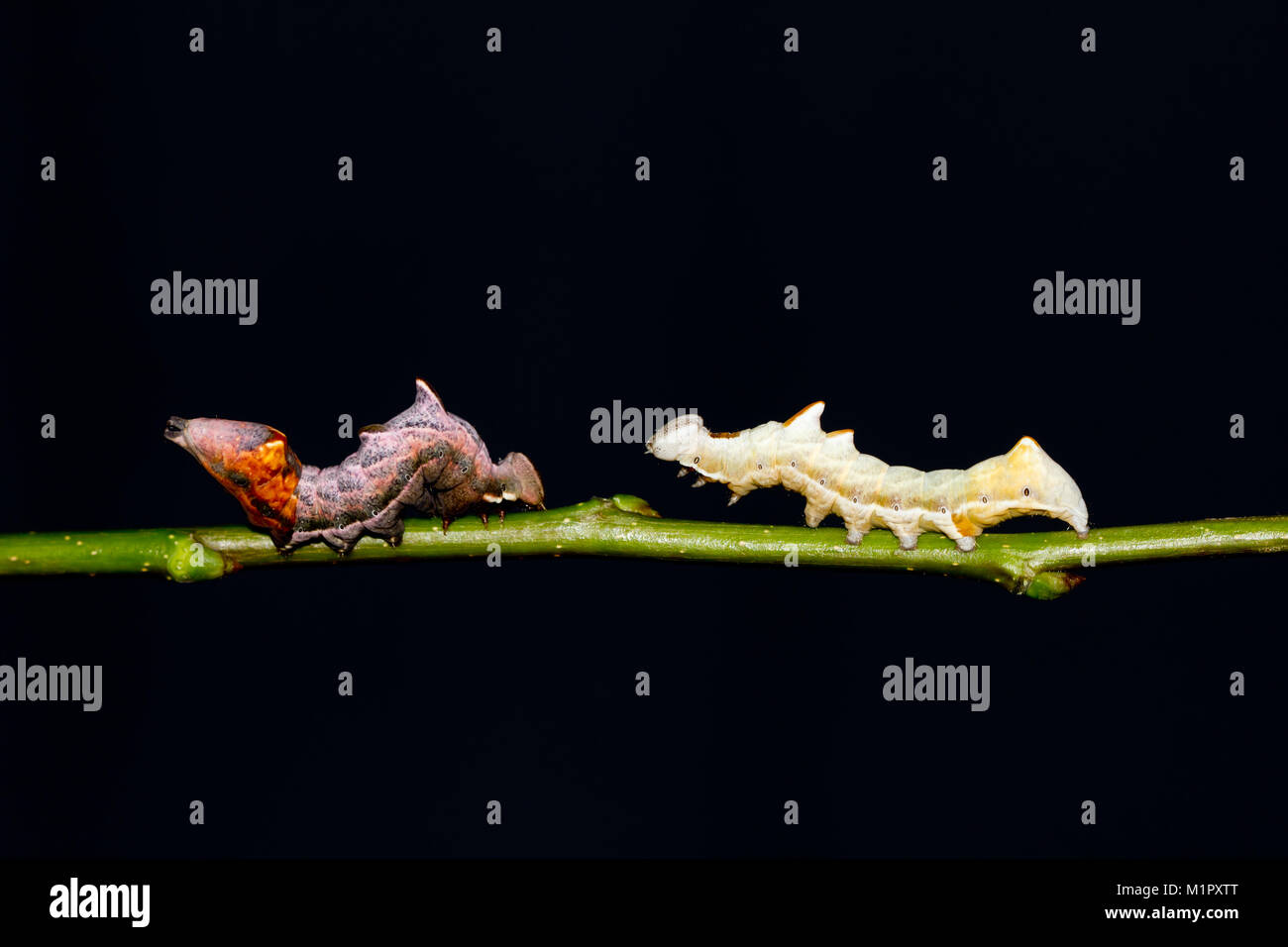 Pebble prominent moth larva Stock Photo