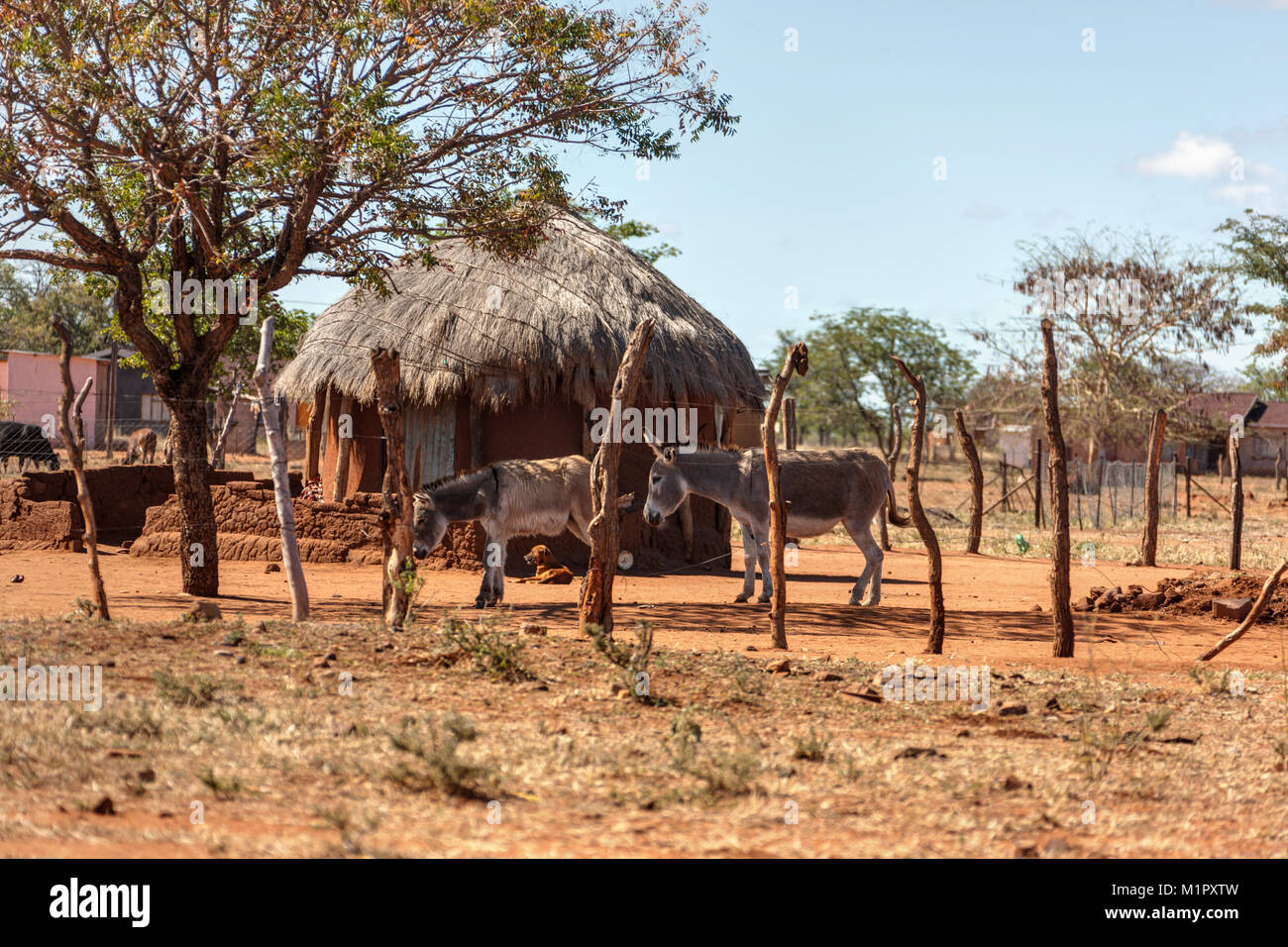 African house in the village and two donkeys Stock Photo