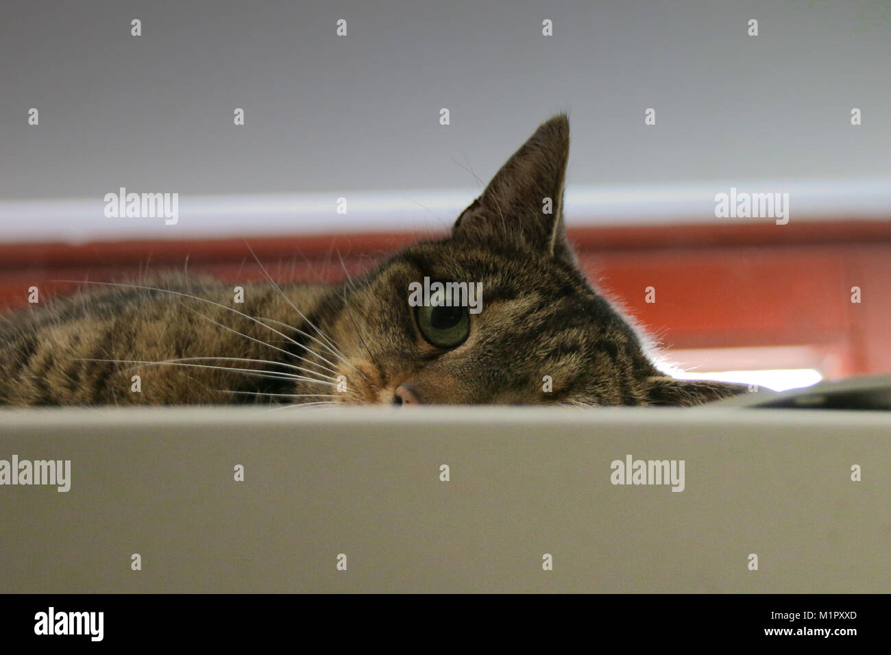 Cheeky Cat Watching The Photographer Stock Photo Alamy