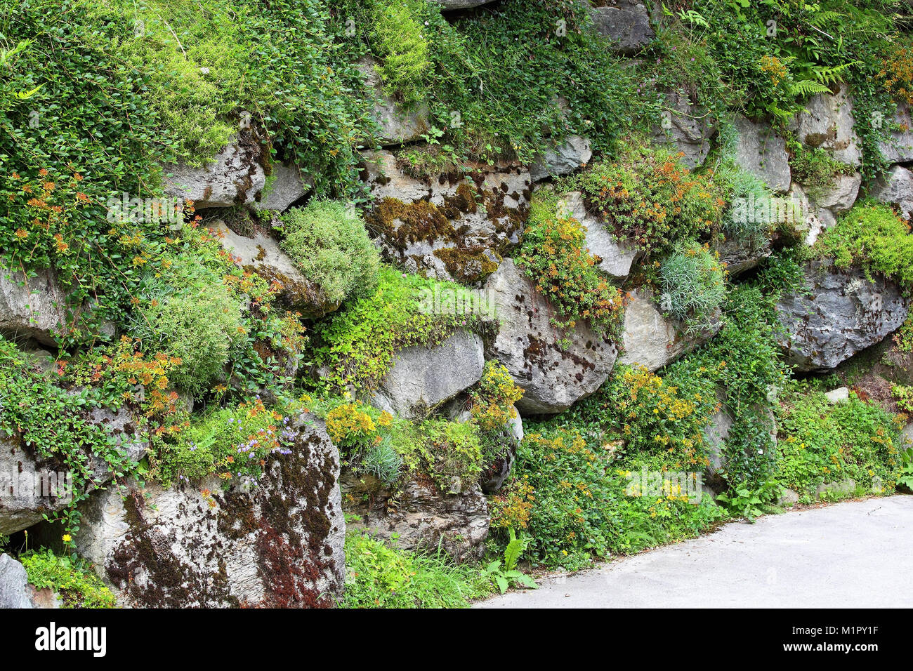 Covered dry stone wall or dry wall made of large stone blocks0en, Lake Constance, Styria, Austria, Bewachsene Trockensteinmauer oder Trockenmauer aus  Stock Photo