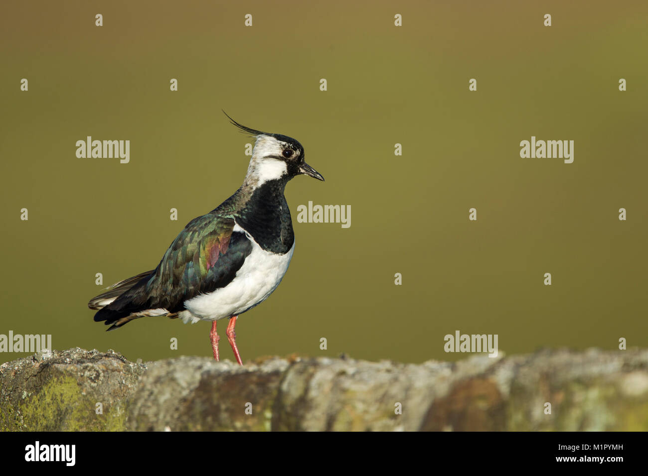 Northern lapwing (Vanellus vanellus) standing on a stone wall in morning light showing irridescent plumage Stock Photo