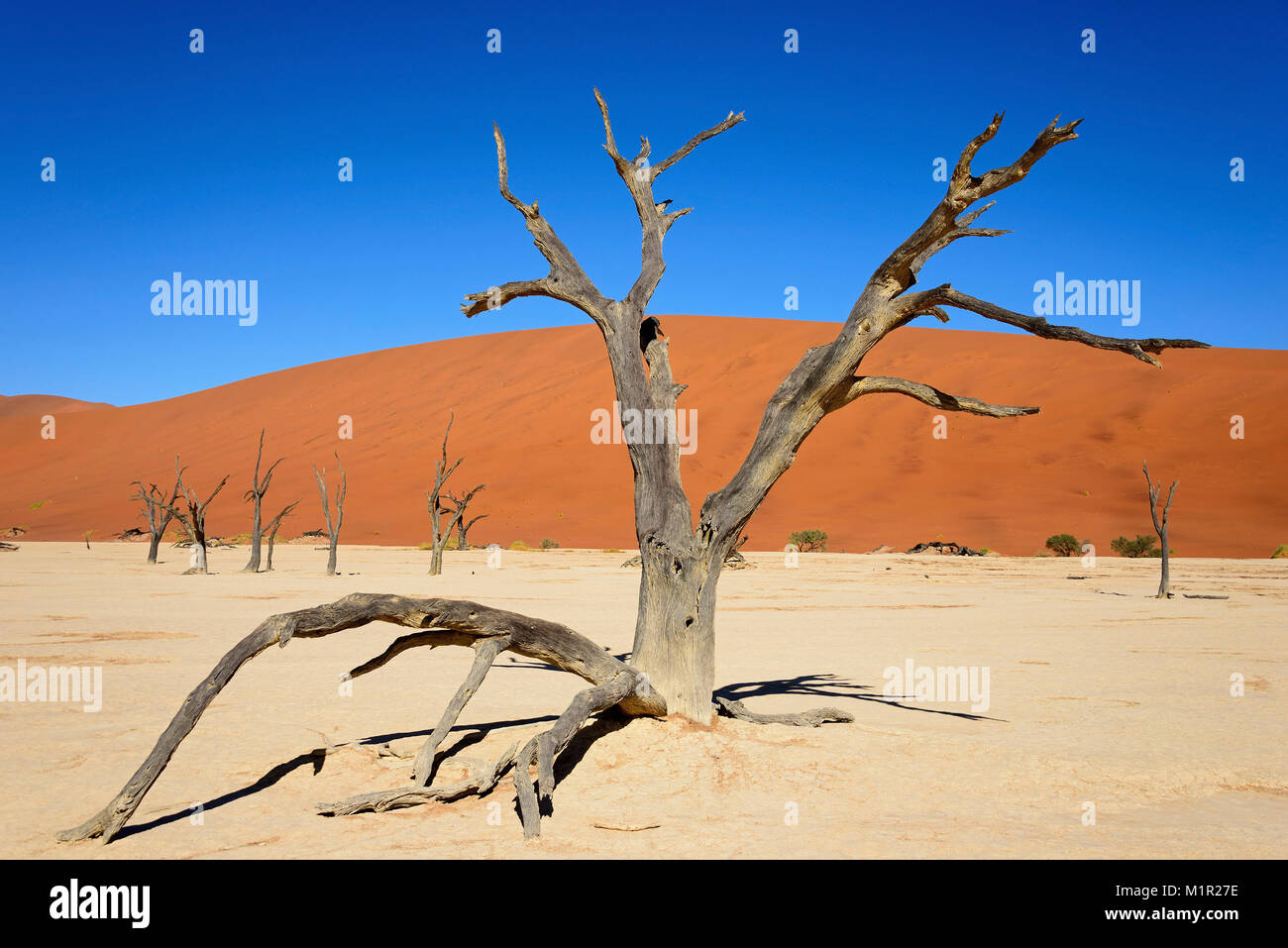 Dead camel thorn trees, Dead Vlei, Namib-Naukluft Park, Namib Desert, Namibia Acacia ERIO LOBA dead camel thorn trees, Dead Vlei, Namib-Naukluft Park, Stock Photo