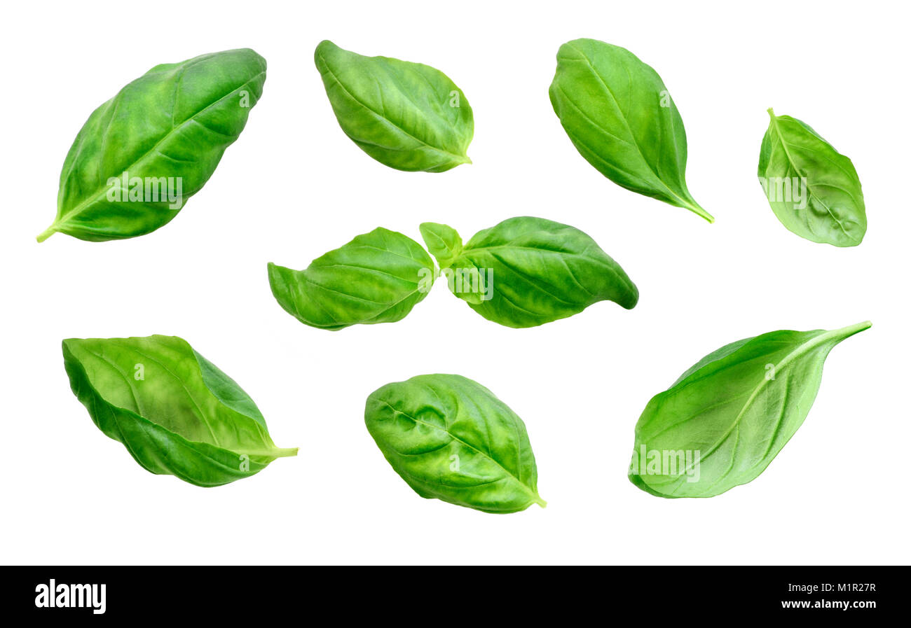 Fresh basil leaves, isolated on white background. Variation or arrangement of fresh, green basil leaves, design elements, cooking ingredient. Stock Photo