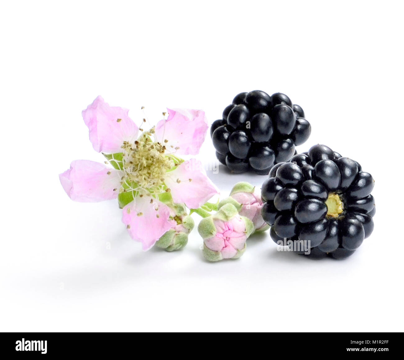 Fresh blackberries and blackberry flower, isolated on white background. Fresh fruits or forest fruit scene. Healthy eating. Stock Photo