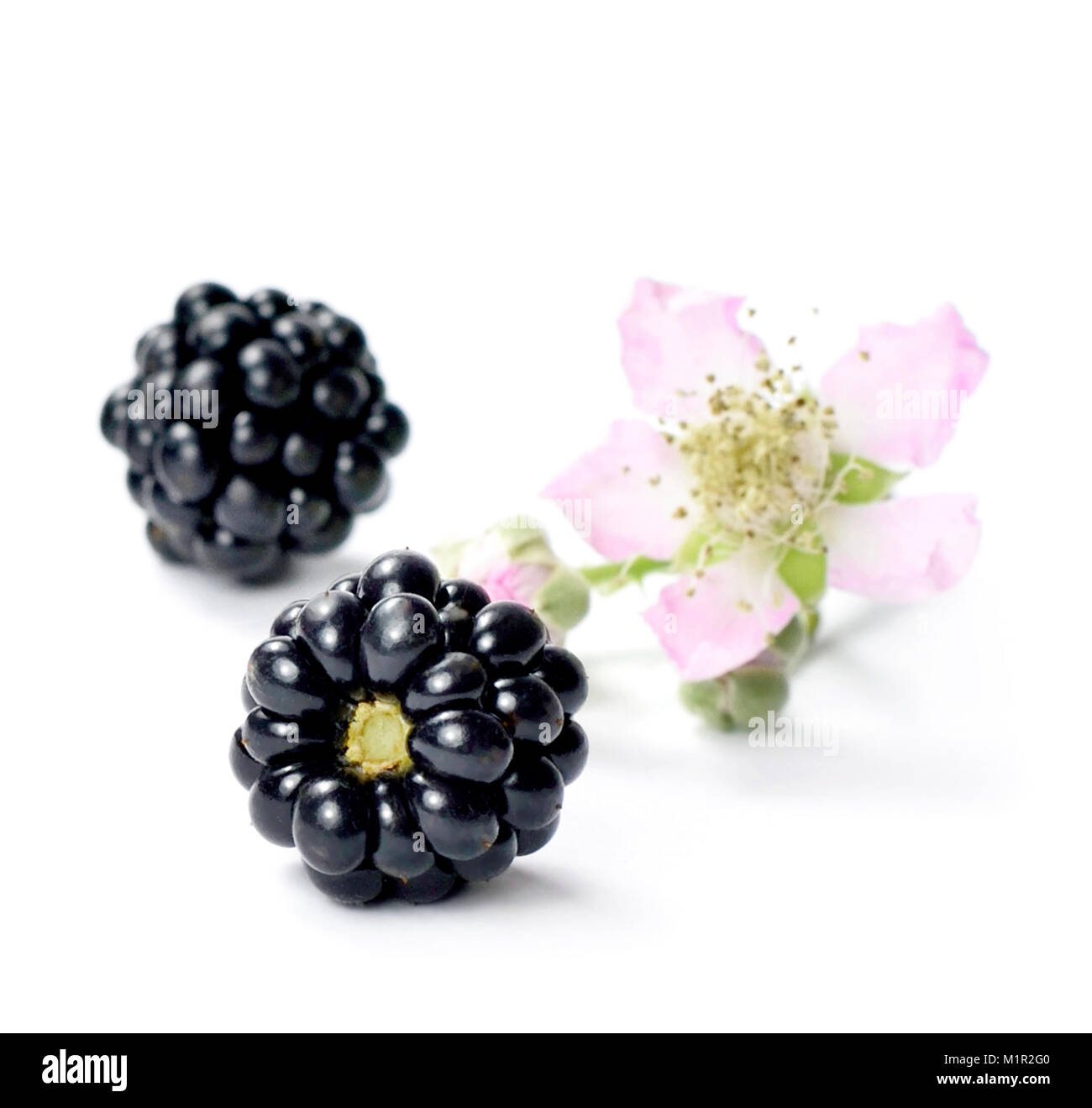 Fresh blackberries and blackberry flower, isolated on white background. Fresh fruits or forest fruit scene. Healthy eating. Stock Photo