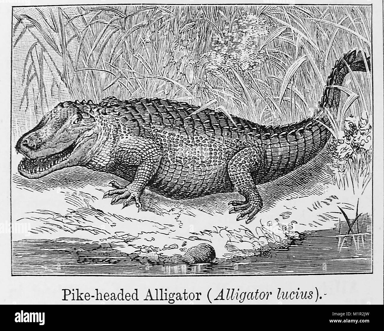 An 1889 illustration from Chamber's Encyclopedia   of a PIKE HEADED ALLIGATOR, CAIMAN   or CAYMAN (Alligator Lucius) also known as Florida , Louisiana, Mississippi or American alligator; or just Gator. Stock Photo