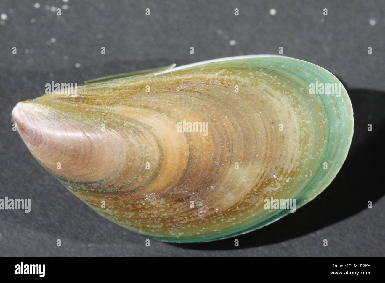 green mussel shell in macro Stock Photo Alamy
