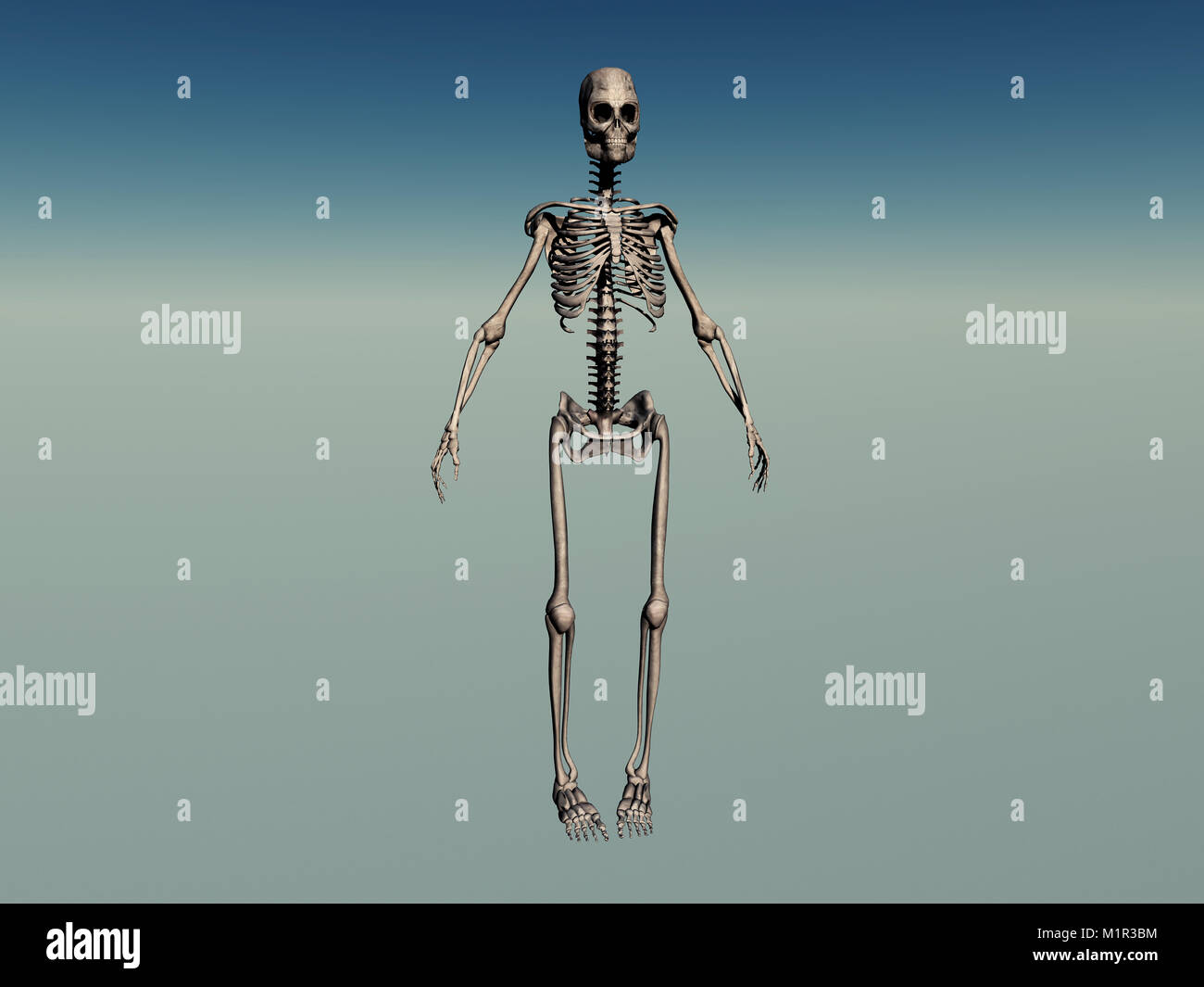 Male Human Skeleton Stock Photo