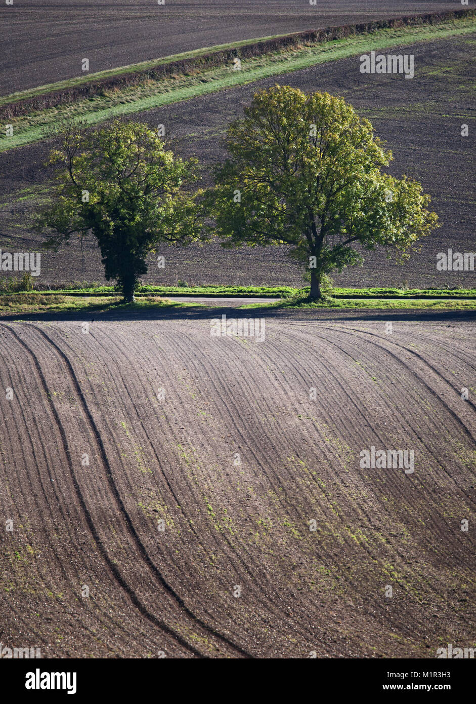 Undulating patterns created by ploughed field with trees, Buckinghamshire, England Stock Photo