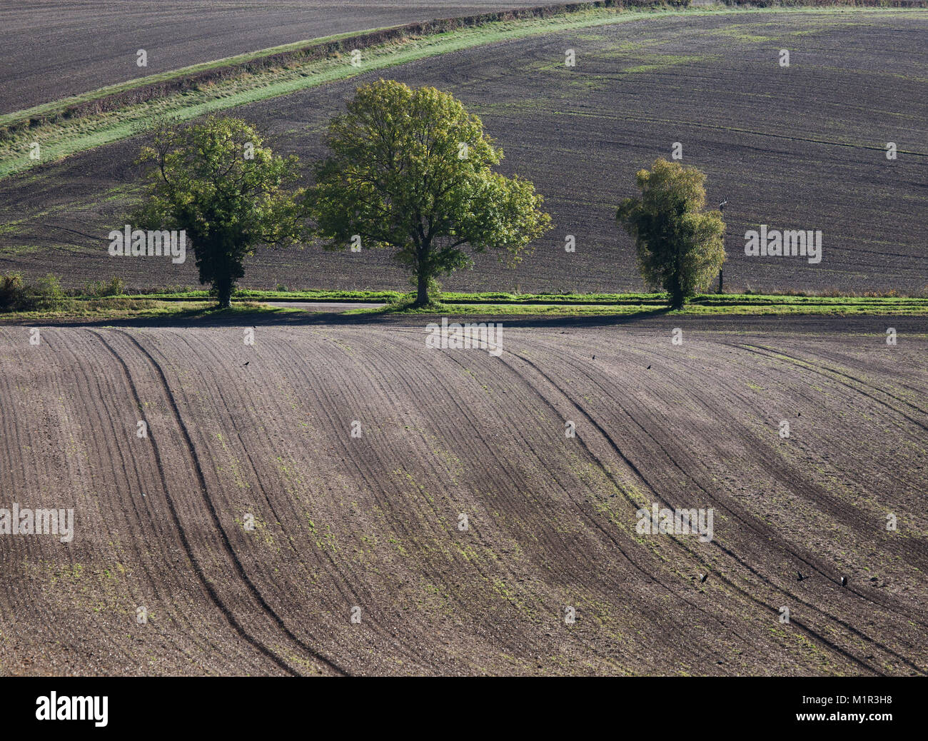 Undulating patterns created by ploughed field with trees, Buckinghamshire, England Stock Photo