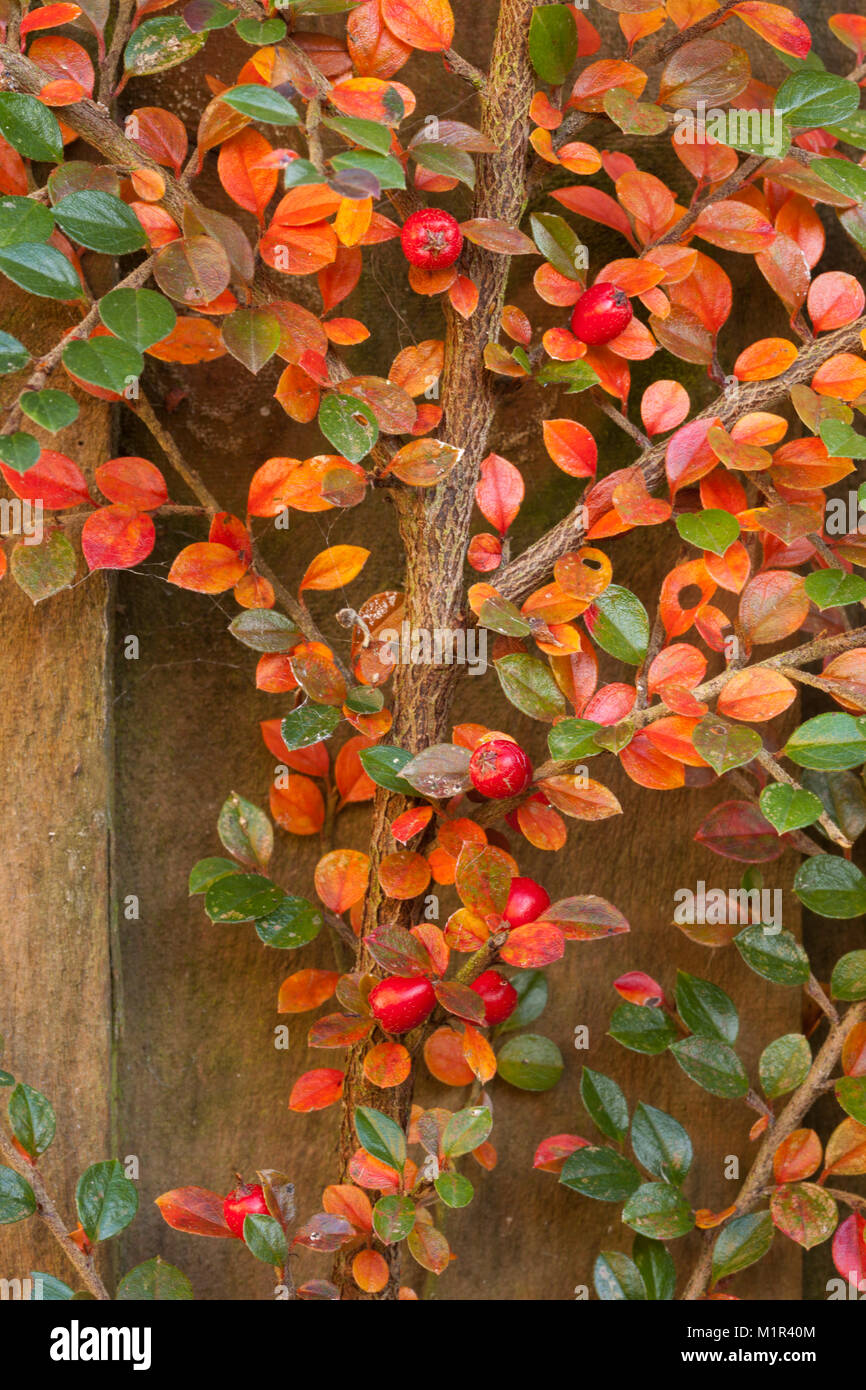 Cotoneaster shrub with autumnal hues of red and orange fanning out against a wooden garden fence. Stock Photo