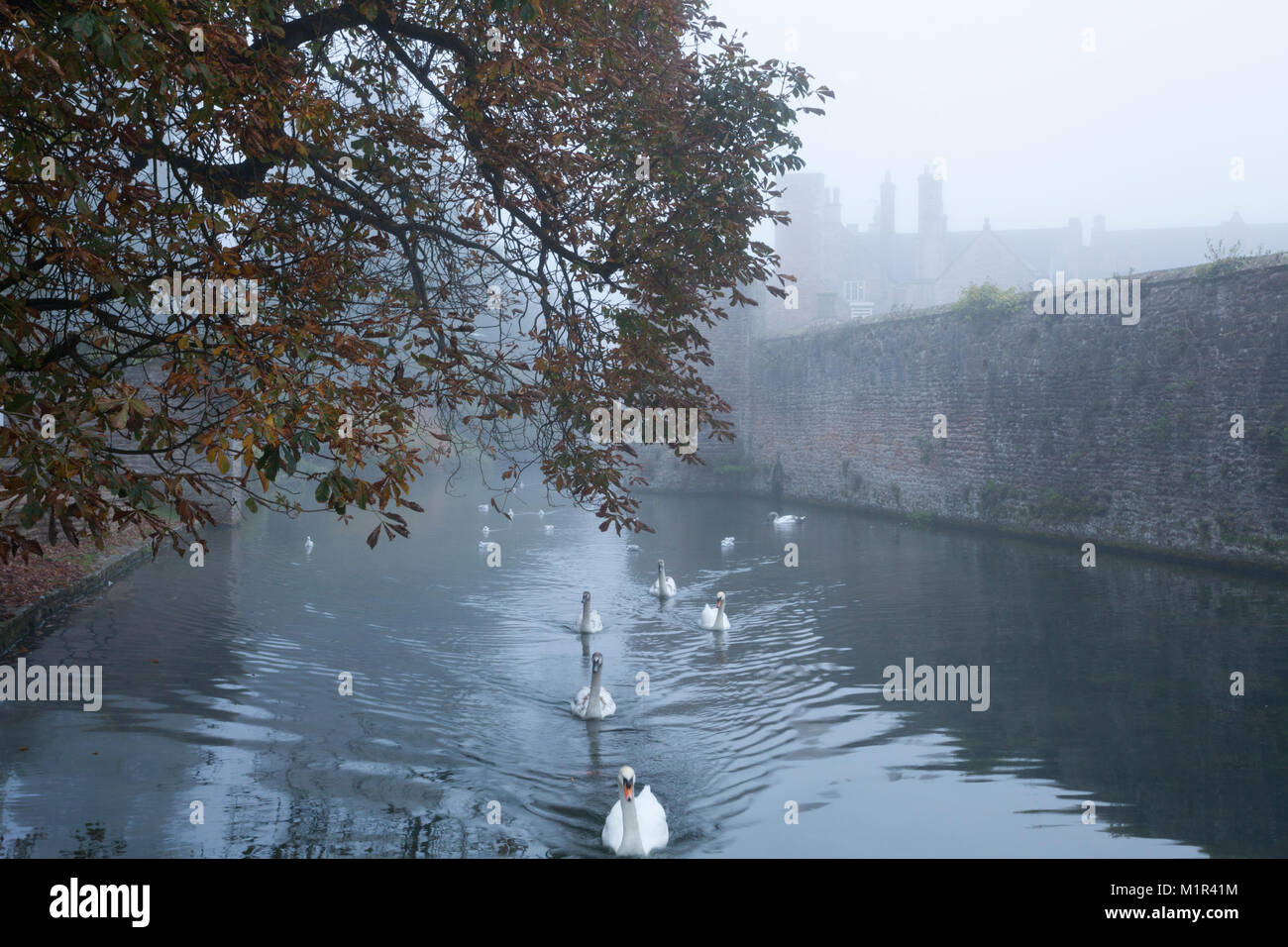 Swans and cygnets on the moat of the Bishop's Palace on a foggy autumnal November morning in the city of Wells, Somerset, England Stock Photo