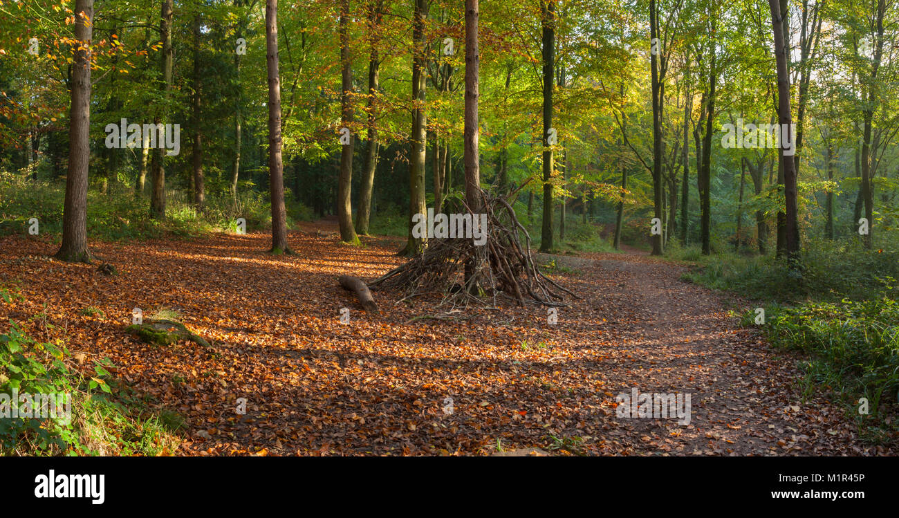 Childrens den made from fallen branches within Coombe Hill wood in autumn, near Street, Somerset. Stock Photo