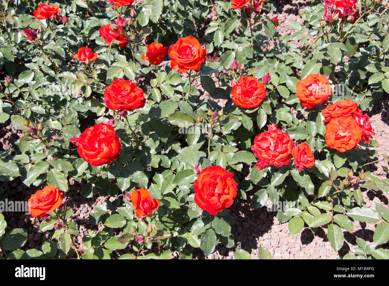 Blooming beautiful colorful roses in the garden background Stock Photo ...