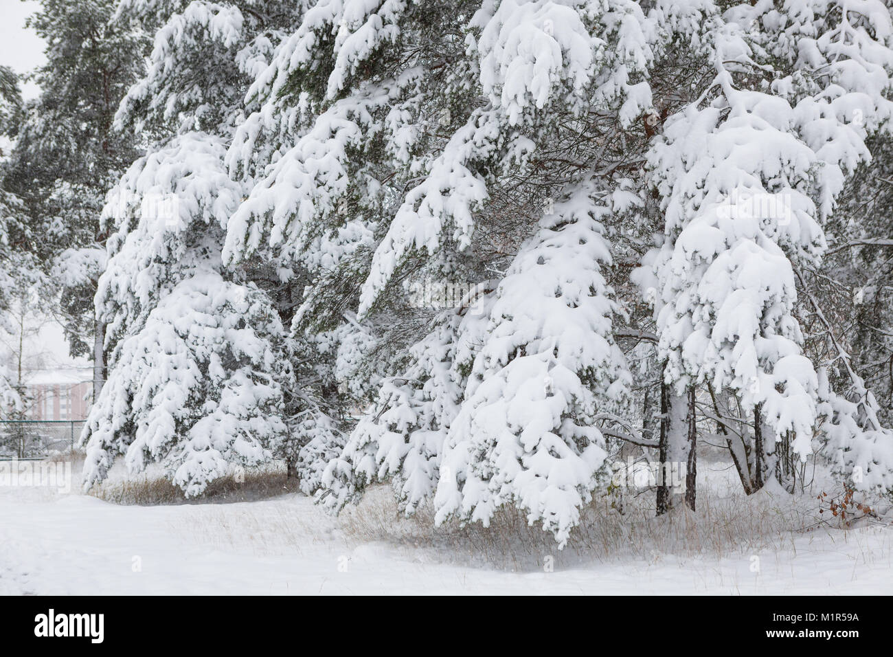Snow covered pine tree branches in forest Stock Photo - Alamy